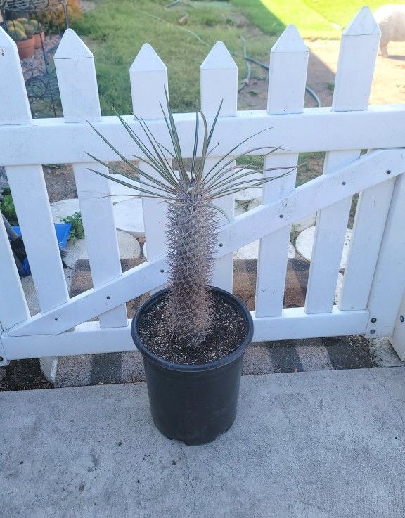 Sliver Madagascar Palm