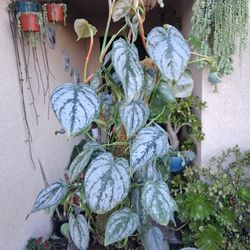 Philodendron BRANDTIANUM Plant $49