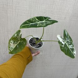 4” Alocasia Frydek Variegated W/new Leaf