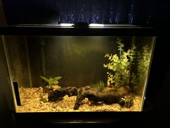 20 Gallon Fish Tank