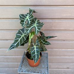 6” alocasia polly