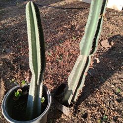 Peruvian Apple Cactus 