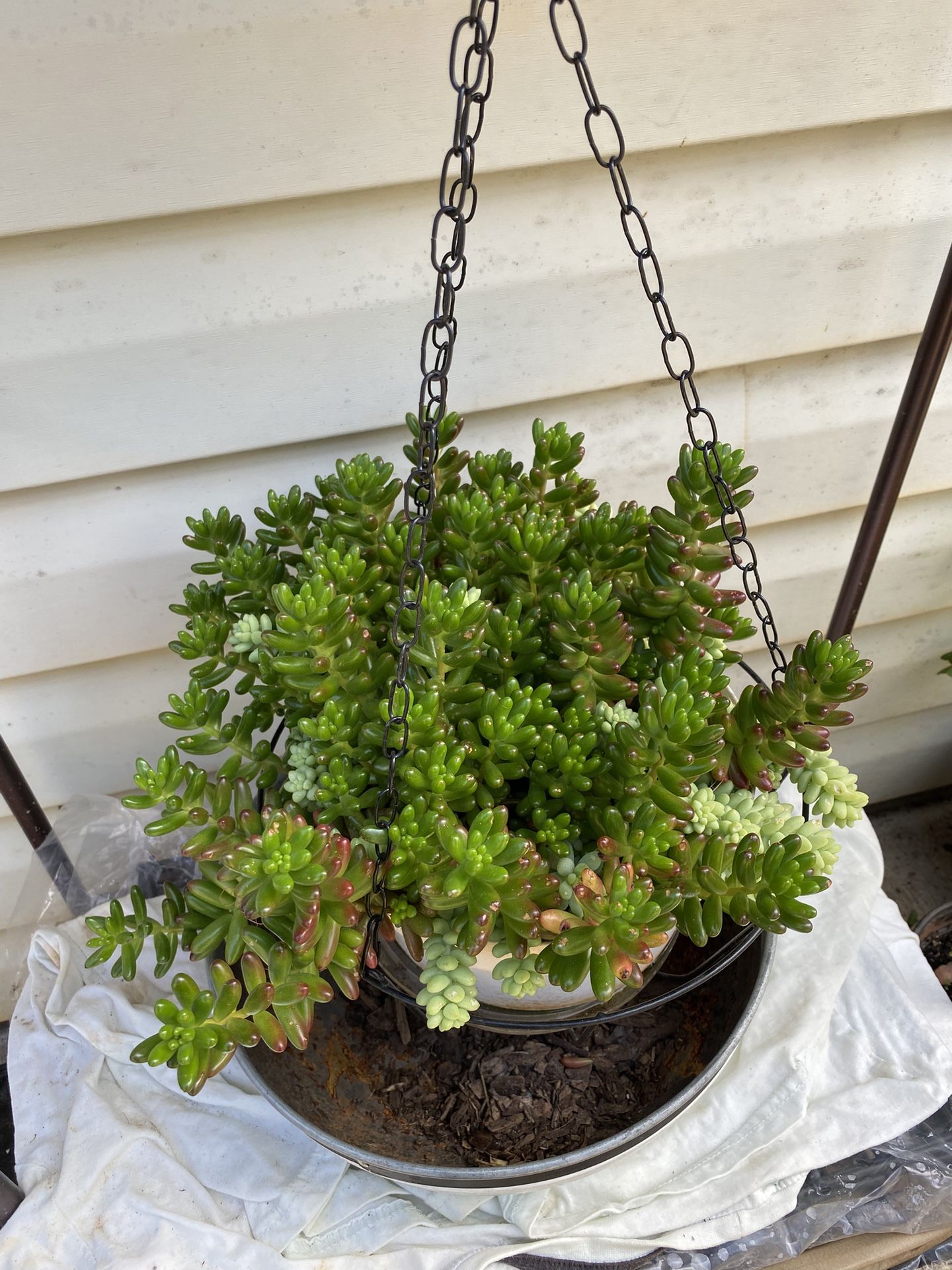 Jelly Bean Plant