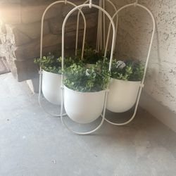 Hanging Plants 