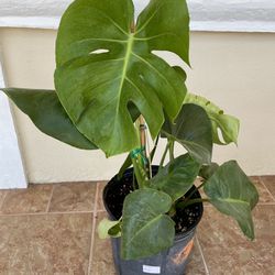 Monstera Deliciosa Swiss Cheese Plant Rooted In 9” Pot Tag #81