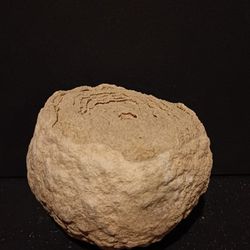 Petrified Coral Fossil