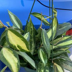Hoya Macrophylla reverse indoor plants