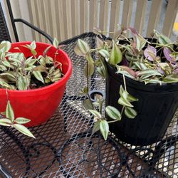 Wandering Dude/ Inchplant