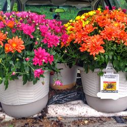 FALL COMBO Variety  Of 3 Seperate COLOREs FLOWER POTS 