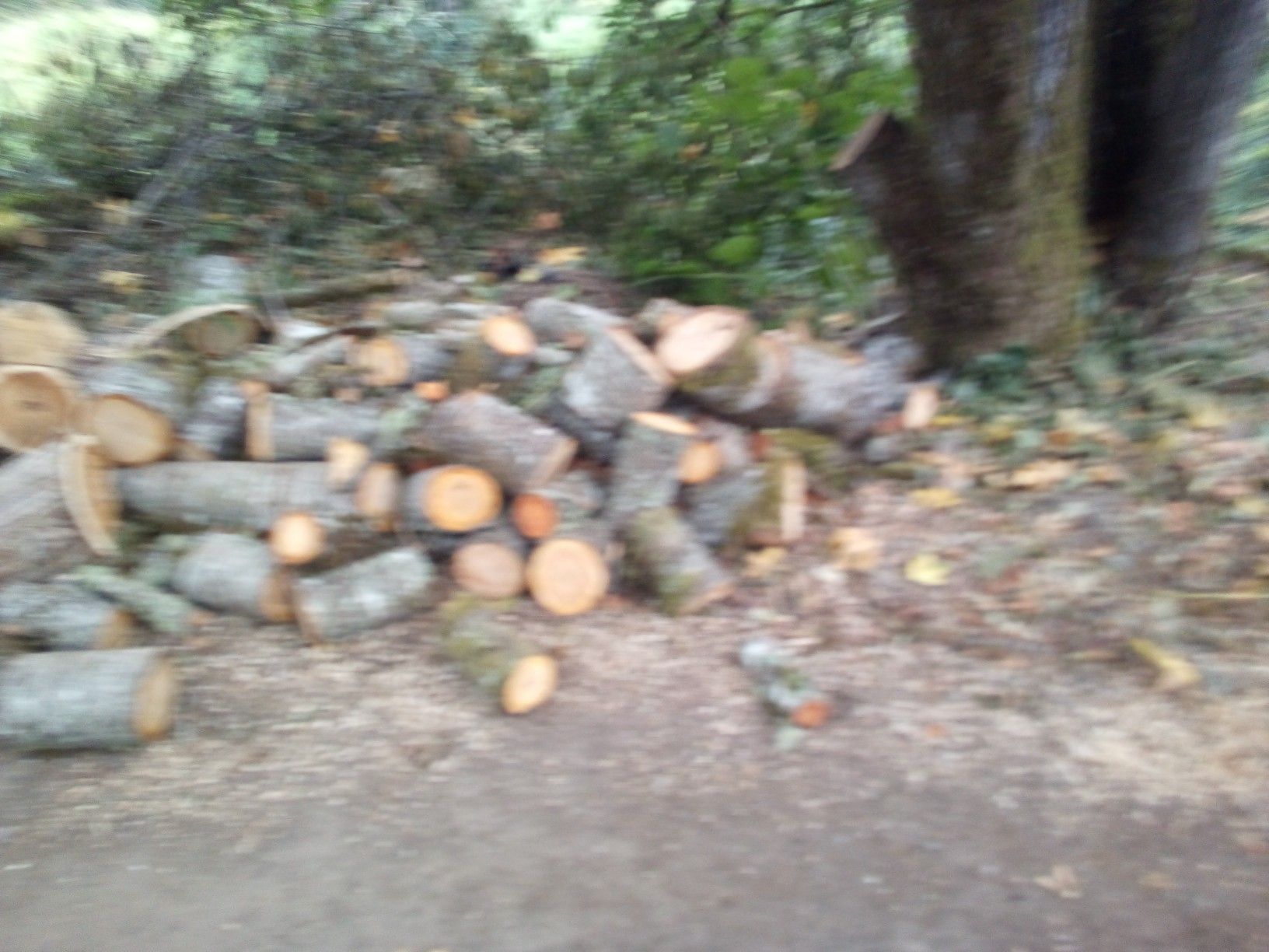 Firewood for sale