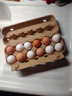 Egg Cartons