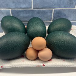 Fresh Emu Eggs