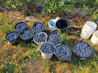 Blueberries 🫐