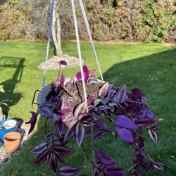 Housplants