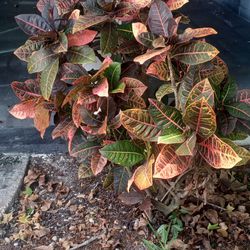 FREE 2 Croton Plants/Must Dig Up Yourself