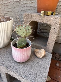Tulip prickly pear