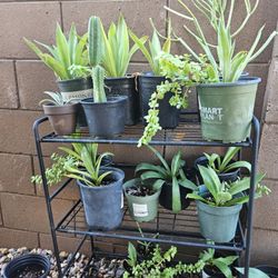 Various Plants $3 Each