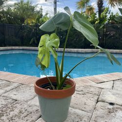 Monstera w/ Terra Cotta Pot