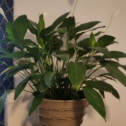 HUGE VERY Well Cared For Peace Plant