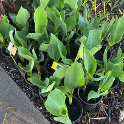 Canna Lily Plants