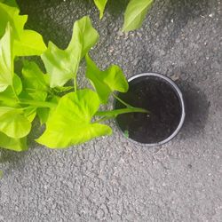 Plants For Sale