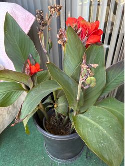 Tall Flowering Canna