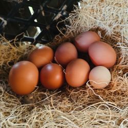 Fresh Eggs