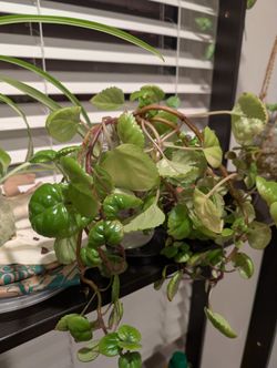 Rooted Cuttings Creeping Charlie