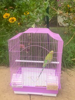 Beautiful Green & Yellow Parakeet + Cage – $90 OBO