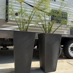 Two Potted Plants. 