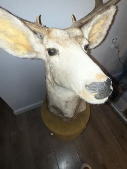Large Shoulder Mount Taxidermy 