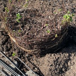 FREE Mint and lemon balm