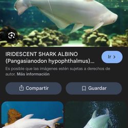 Exotic Tanks 🦈 Ifykyk