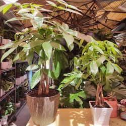 Money Trees 