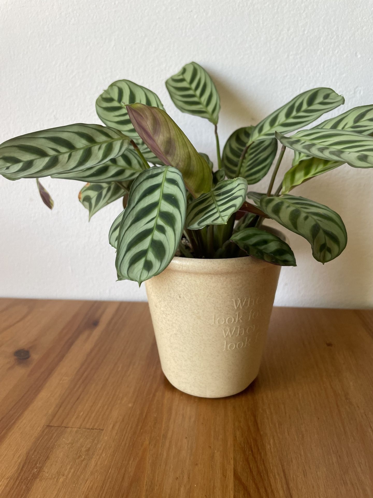 Fishbone Prayer Plant