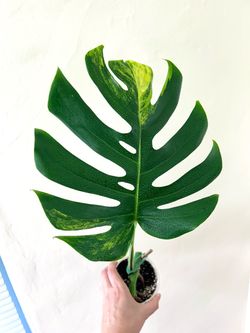Monstera Aurea