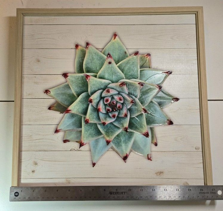 Succulent Wall Art - Apus