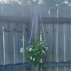 Hanging Pots with Petunia Flowers 