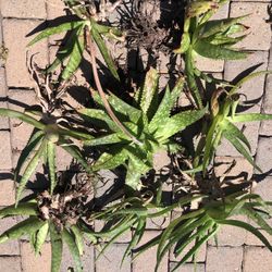 Aloe Vera Succulent Plant Cuttings 