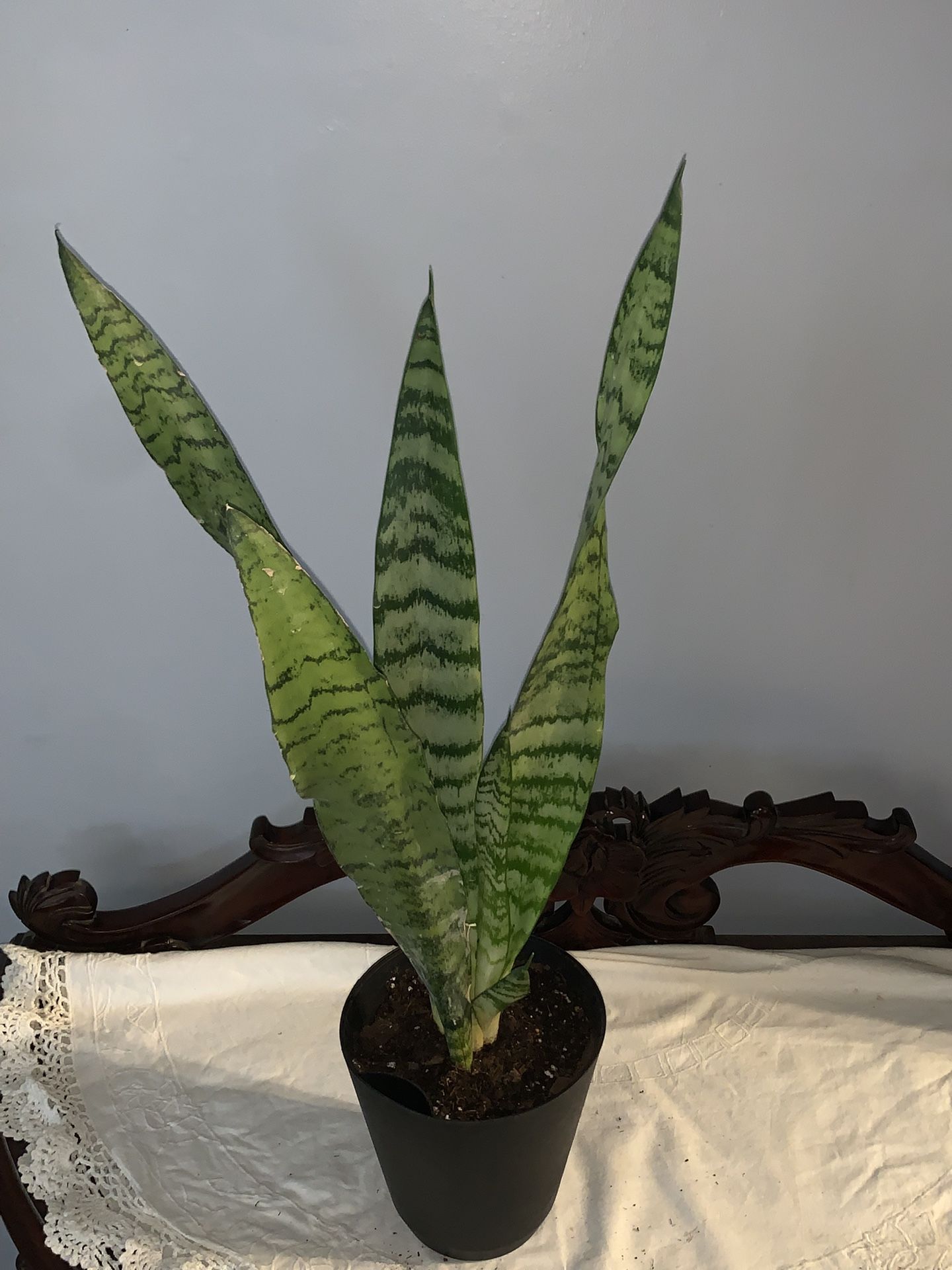 20” Snake Plant