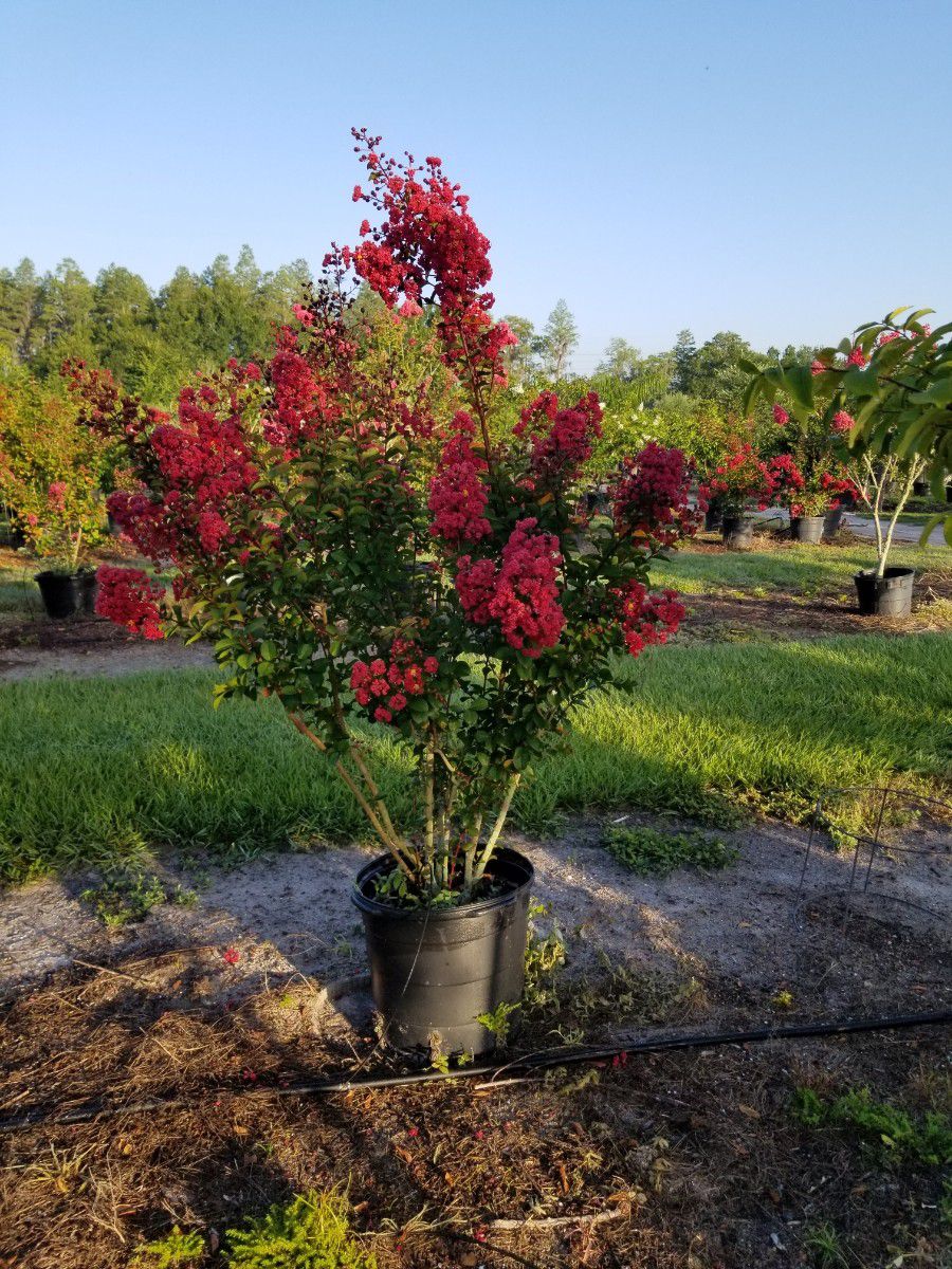 Crepe myrtle trees delivered and planted eight foot tall