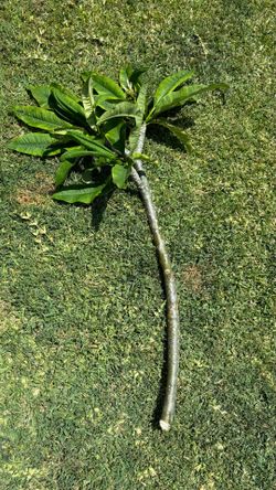 Plumeria Tree branch - White flower