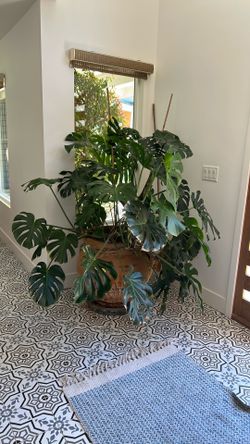 Giant 5’ Monstera plant with terra cotta pot
