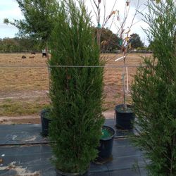 Cedar Trees Delivered And Planted