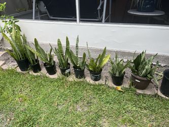 Variety of house plants !