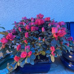 Bonsai, Dark Pink Color Flower Azalea, Three Planted Into Bonsai Pot
