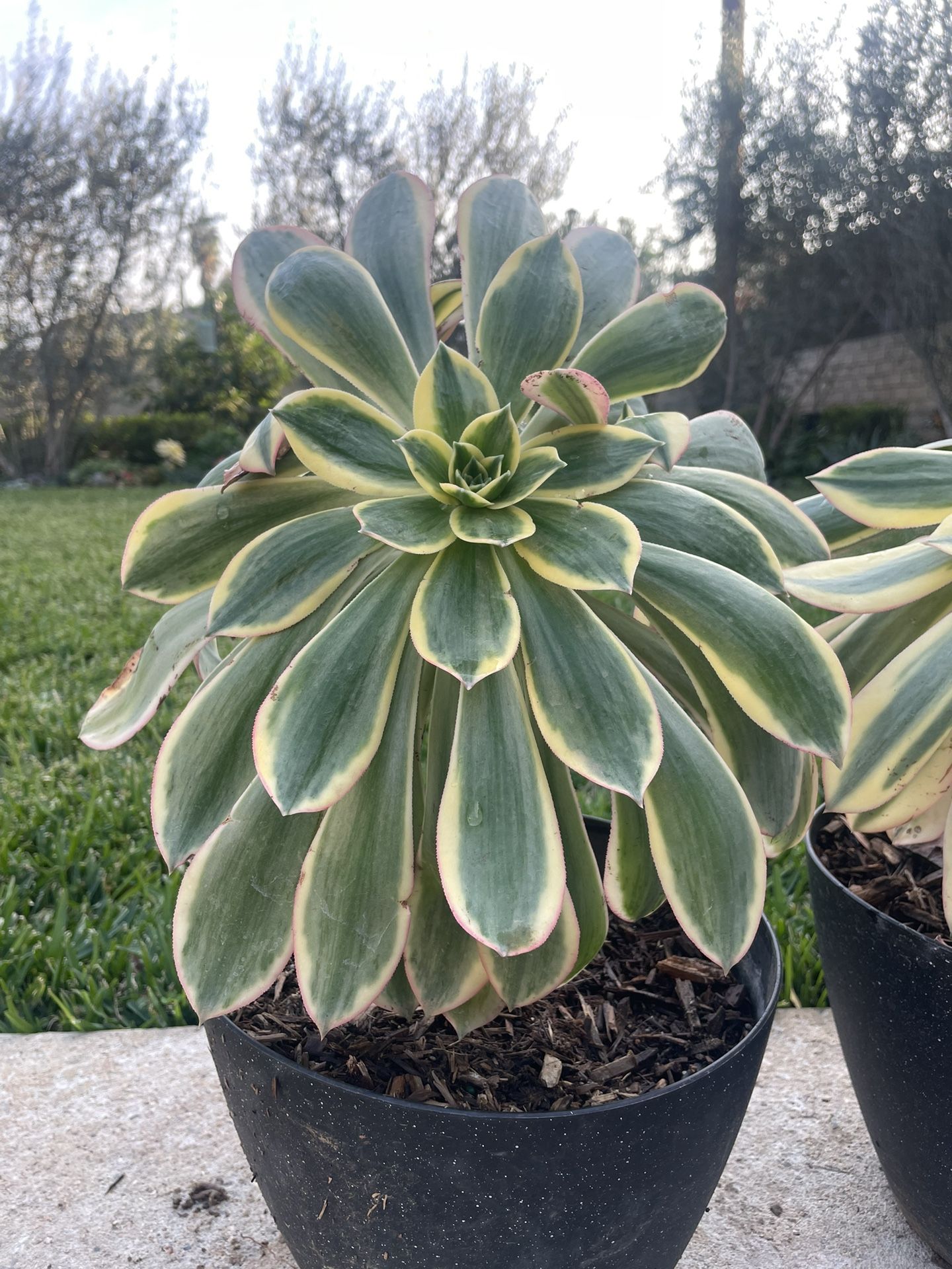 2 Gallon Aeonium Sunburst
