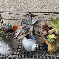 Succulent Planters