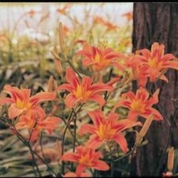 Day Lily, live plant