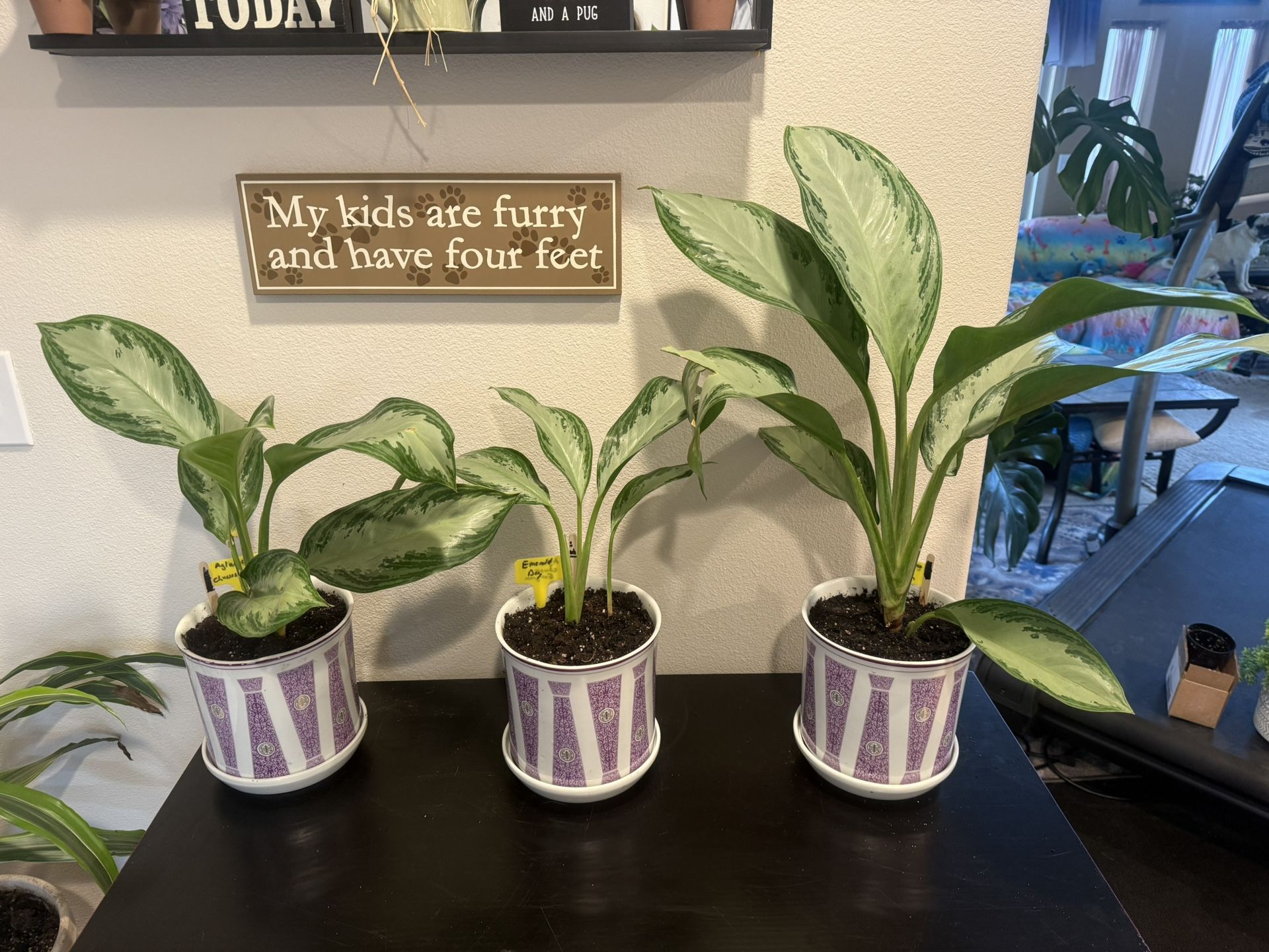 Aglaonema Chinese Evergreen -Emerald Bay Plant